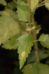 Hammock snakeroot